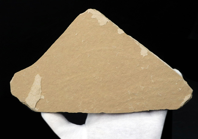 30体以上!およそ5000万年前の湖に棲息していたニシン科の古代魚、ゴシウテクティス(Gosiutichtys)の群集標本(その6)