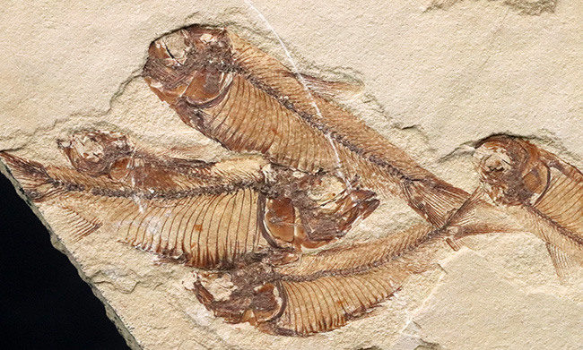 30体以上!およそ5000万年前の湖に棲息していたニシン科の古代魚、ゴシウテクティス(Gosiutichtys)の群集標本(その8)