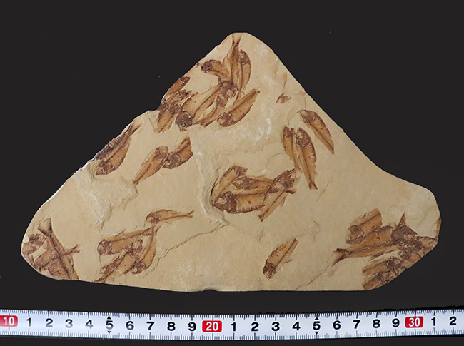 30体以上!およそ5000万年前の湖に棲息していたニシン科の古代魚、ゴシウテクティス(Gosiutichtys)の群集標本(その9)