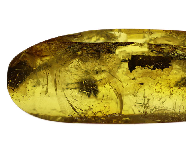 テクスチュアが保存された植物片を内包した、透明度の高いバルティックアンバー（Amber）（その10）