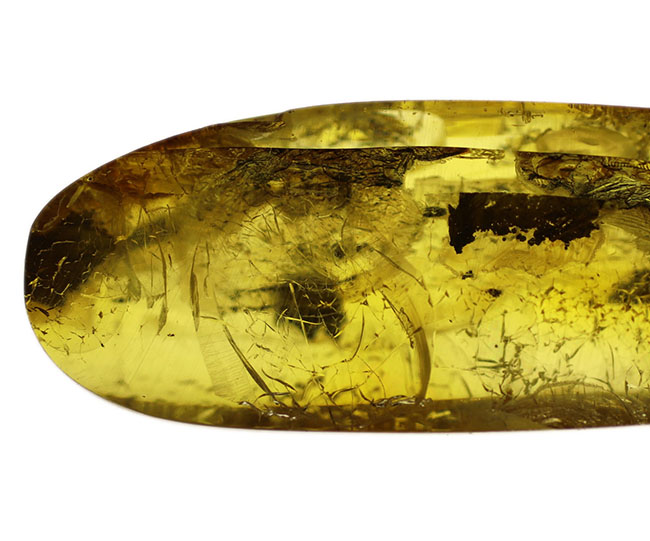 テクスチュアが保存された植物片を内包した、透明度の高いバルティックアンバー(Amber)(その10)