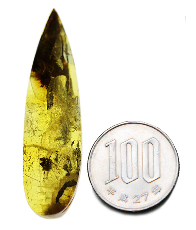 テクスチュアが保存された植物片を内包した、透明度の高いバルティックアンバー(Amber)(その11)