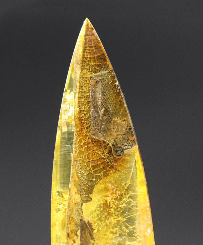 テクスチュアが保存された植物片を内包した、透明度の高いバルティックアンバー(Amber)(その2)
