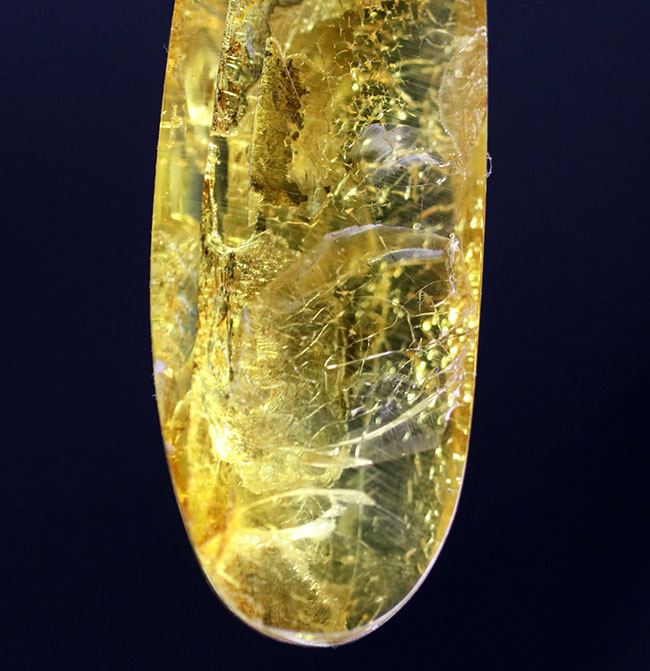 テクスチュアが保存された植物片を内包した、透明度の高いバルティックアンバー(Amber)(その3)