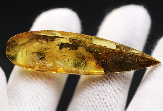 テクスチュアが保存された植物片を内包した、透明度の高いバルティックアンバー(Amber)(その4)