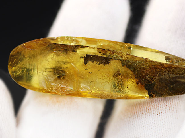 テクスチュアが保存された植物片を内包した、透明度の高いバルティックアンバー(Amber)(その6)