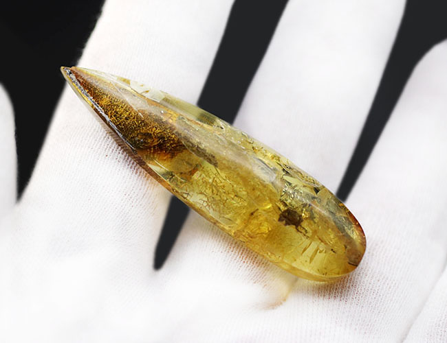 テクスチュアが保存された植物片を内包した、透明度の高いバルティックアンバー(Amber)(その7)