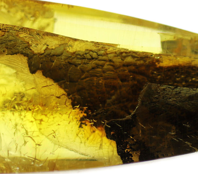 テクスチュアが保存された植物片を内包した、透明度の高いバルティックアンバー（Amber）（その9）