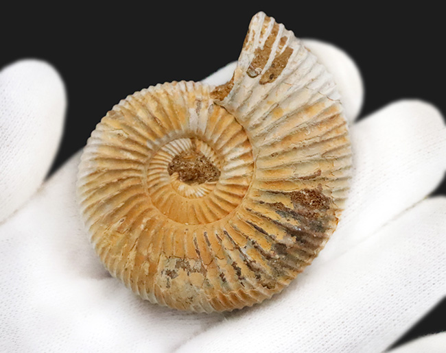 状態良好！マダガスカル産のジュラ紀の地層から採集されたアンモナイト