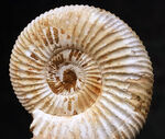 状態良好！マダガスカル産のジュラ紀の地層から採集されたアンモナイト、ペリスフィンクテス（Perisphinctes）
