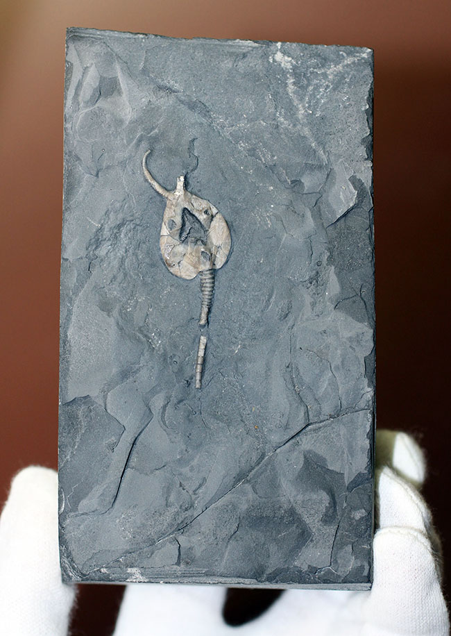 希少なウミリンゴ（Pleurocystites sp.）の化石。古生代の棘皮動物のなかではレア中のレア。なかなか入手が難しい標本。（その1）