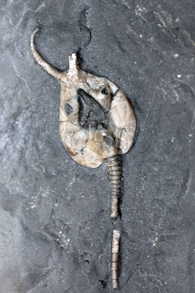 希少なウミリンゴ（Pleurocystites sp.）の化石。古生代の棘皮動物のなかではレア中のレア。なかなか入手が難しい標本。（その3）