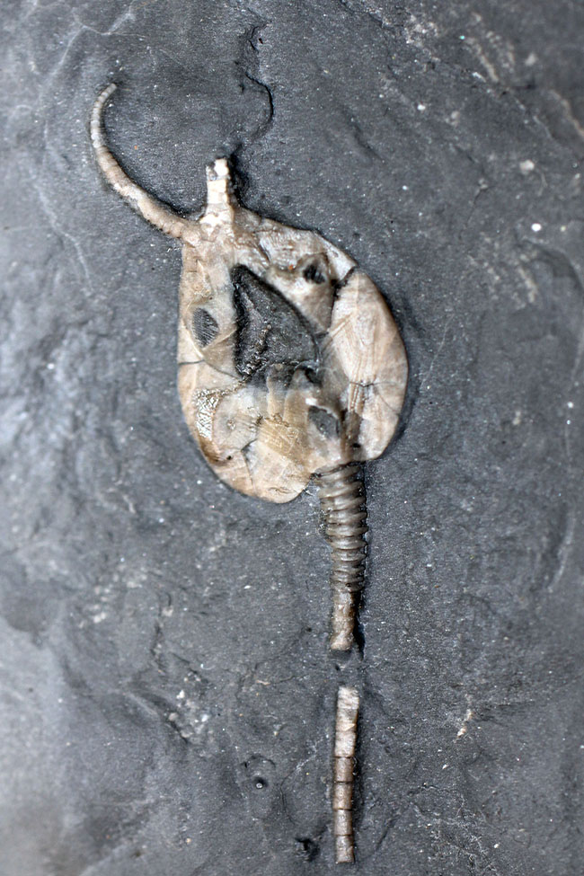 希少なウミリンゴ(Pleurocystites sp.)の化石。古生代の棘皮動物のなかではレア中のレア。なかなか入手が難しい標本。(その3)