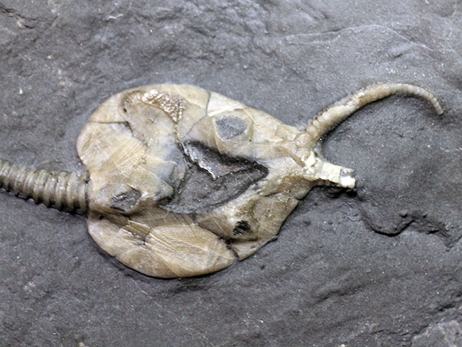 希少なウミリンゴ（Pleurocystites sp.）の化石。古生代の棘皮動物のなかではレア中のレア。なかなか入手が難しい標本。（その4）