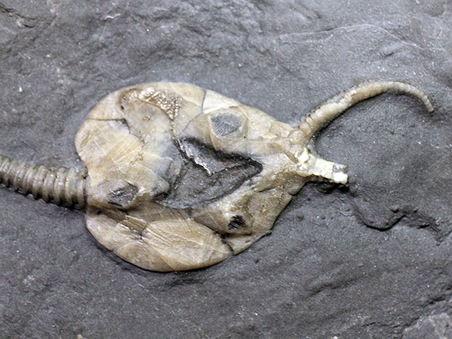 希少なウミリンゴ(Pleurocystites sp.)の化石。古生代の棘皮動物のなかではレア中のレア。なかなか入手が難しい標本。(その4)
