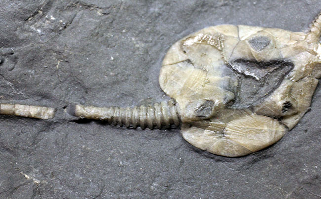 希少なウミリンゴ（Pleurocystites sp.）の化石。古生代の棘皮動物のなかではレア中のレア。なかなか入手が難しい標本。（その5）