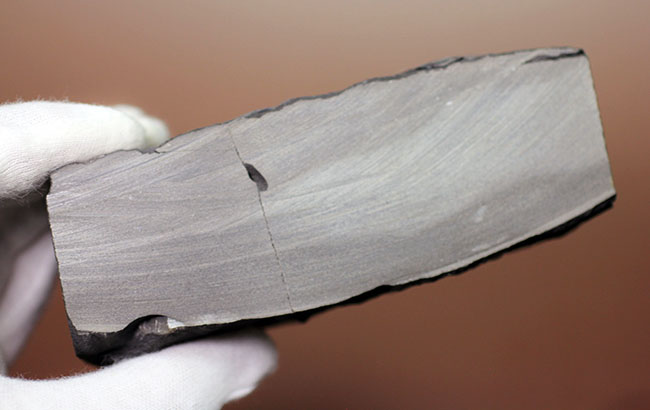 希少なウミリンゴ(Pleurocystites sp.)の化石。古生代の棘皮動物のなかではレア中のレア。なかなか入手が難しい標本。(その6)