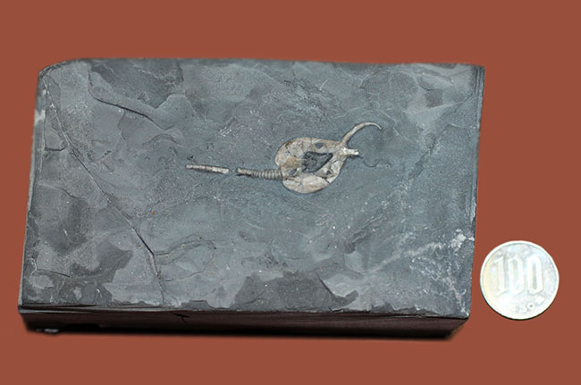 希少なウミリンゴ(Pleurocystites sp.)の化石。古生代の棘皮動物のなかではレア中のレア。なかなか入手が難しい標本。(その7)