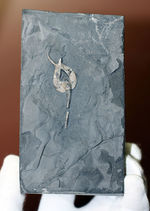 希少なウミリンゴ（Pleurocystites sp.）の化石。古生代の棘皮動物のなかではレア中のレア。なかなか入手が難しい標本。