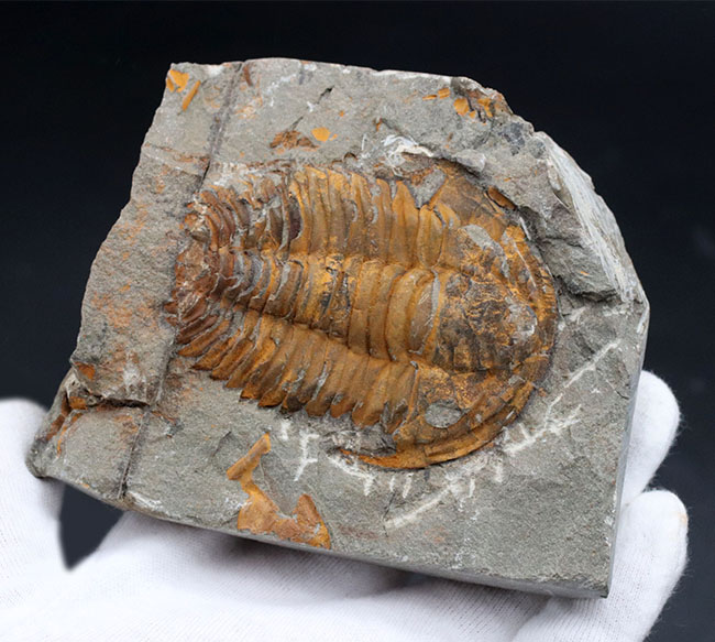 最初期の三葉虫の一つ、カンブリア紀の三葉虫、パラドキシデス（Paradoxides）のネガポジ化石（その1）
