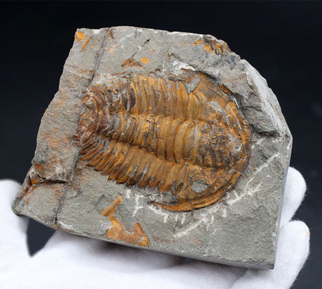 最初期の三葉虫の一つ、カンブリア紀の三葉虫、パラドキシデス(Paradoxides)のネガポジ化石(その1)