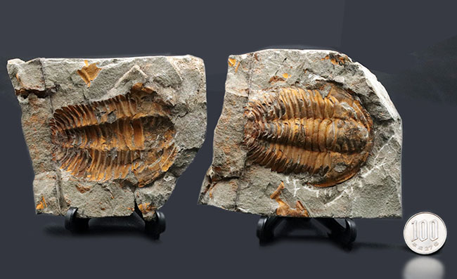 最初期の三葉虫の一つ、カンブリア紀の三葉虫、パラドキシデス(Paradoxides)のネガポジ化石(その10)