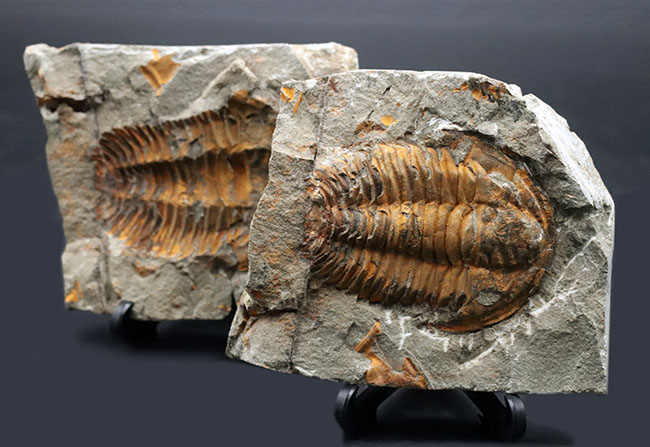 最初期の三葉虫の一つ、カンブリア紀の三葉虫、パラドキシデス（Paradoxides）のネガポジ化石（その2）