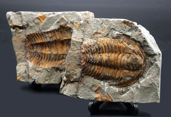 最初期の三葉虫の一つ、カンブリア紀の三葉虫、パラドキシデス(Paradoxides)のネガポジ化石(その2)