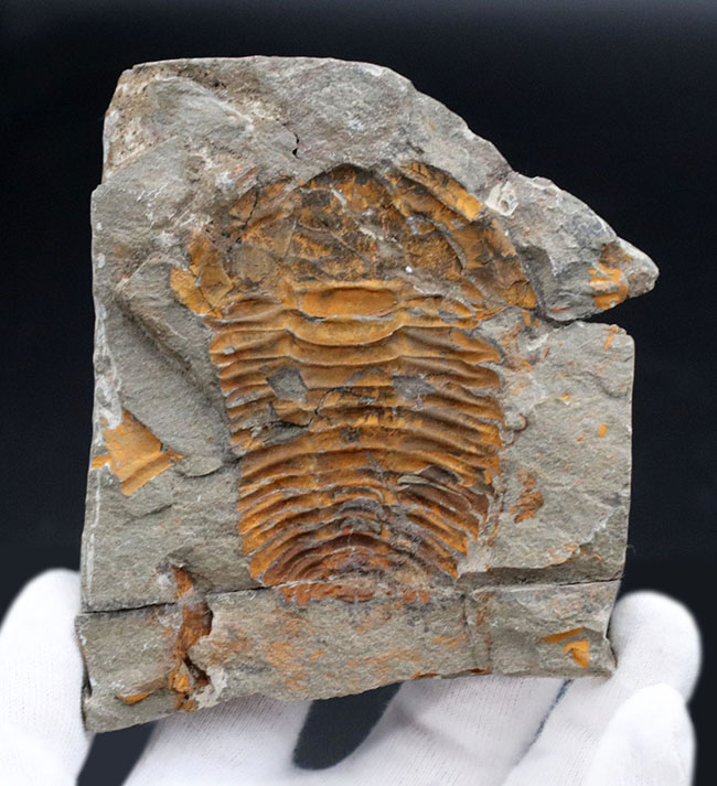 最初期の三葉虫の一つ、カンブリア紀の三葉虫、パラドキシデス(Paradoxides)のネガポジ化石(その3)