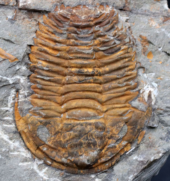 最初期の三葉虫の一つ、カンブリア紀の三葉虫、パラドキシデス(Paradoxides)のネガポジ化石(その4)