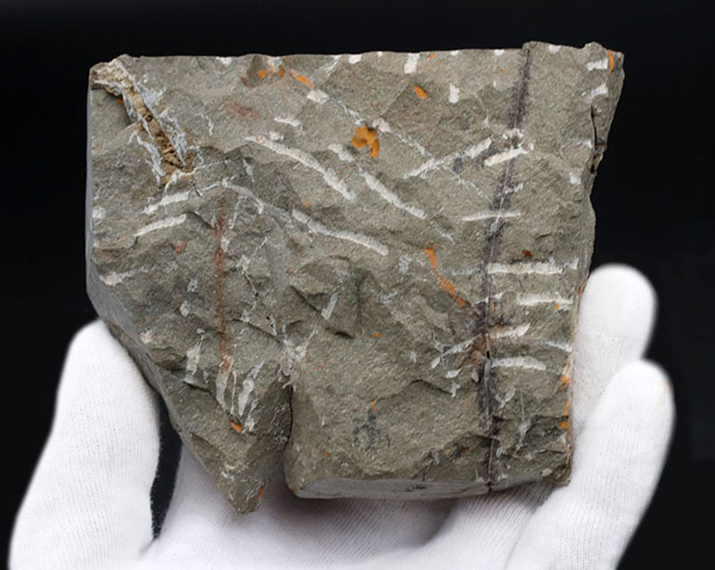 葉の化石 収蔵資料の活用から新種の植物化石を見いだす！−化石に見る収蔵