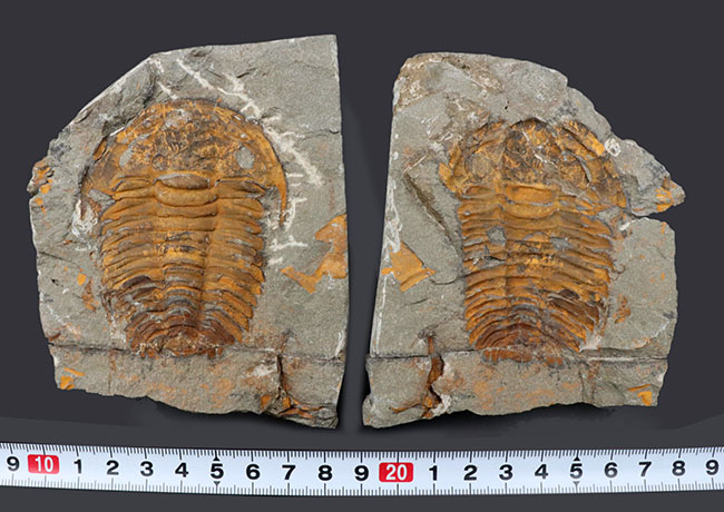 最初期の三葉虫の一つ、カンブリア紀の三葉虫、パラドキシデス（Paradoxides）のネガポジ化石（その9）