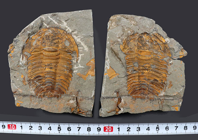 最初期の三葉虫の一つ、カンブリア紀の三葉虫、パラドキシデス(Paradoxides)のネガポジ化石(その9)