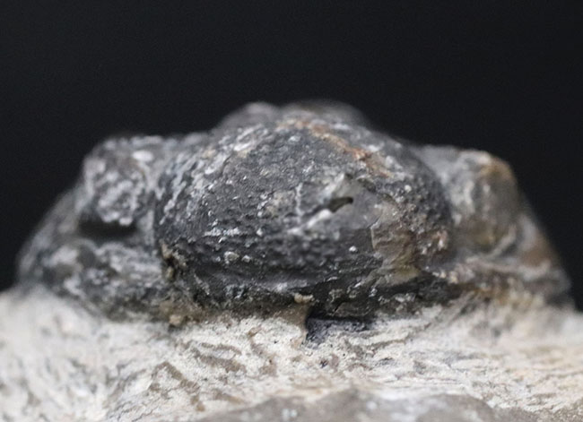 サービスプライス！夏休みの自由研究の題材にいかが？モロッコ産三葉虫