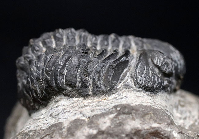 モロッコ産の恐竜の脊椎　化石　夏休み　自由研究 モロッコ産の恐竜の脊椎 化石 夏休み 自由研究