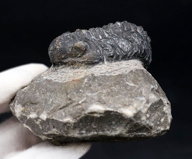 サービスプライス！夏休みの自由研究の題材にいかが？モロッコ産三葉虫