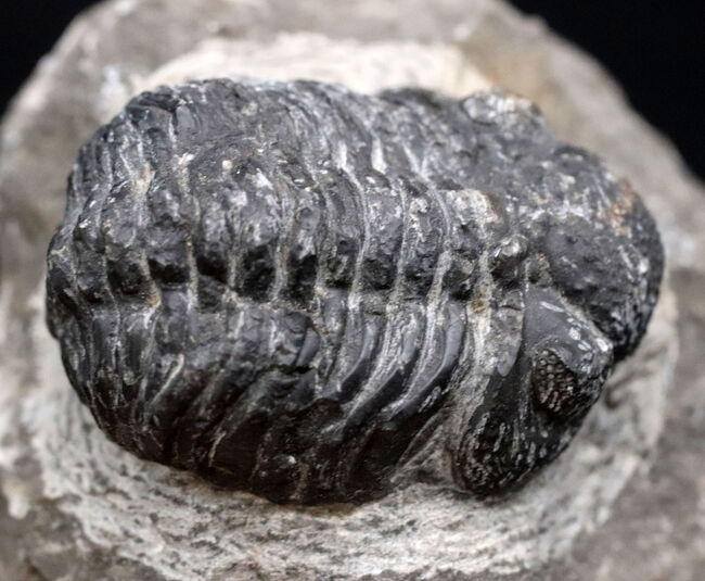 サービスプライス！夏休みの自由研究の題材にいかが？モロッコ産三葉虫