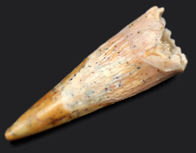 白亜紀の北アフリカの空を滑空した翼竜、コロンボリンクスの(Coloborhynchus moroccensis)の上質歯化石(その1)