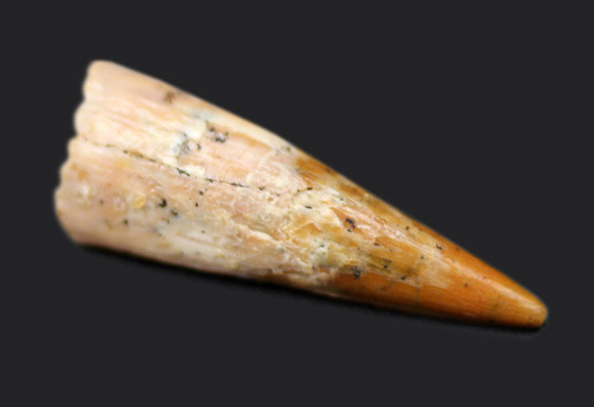 白亜紀の北アフリカの空を滑空した翼竜、コロンボリンクスの(Coloborhynchus moroccensis)の上質歯化石(その2)