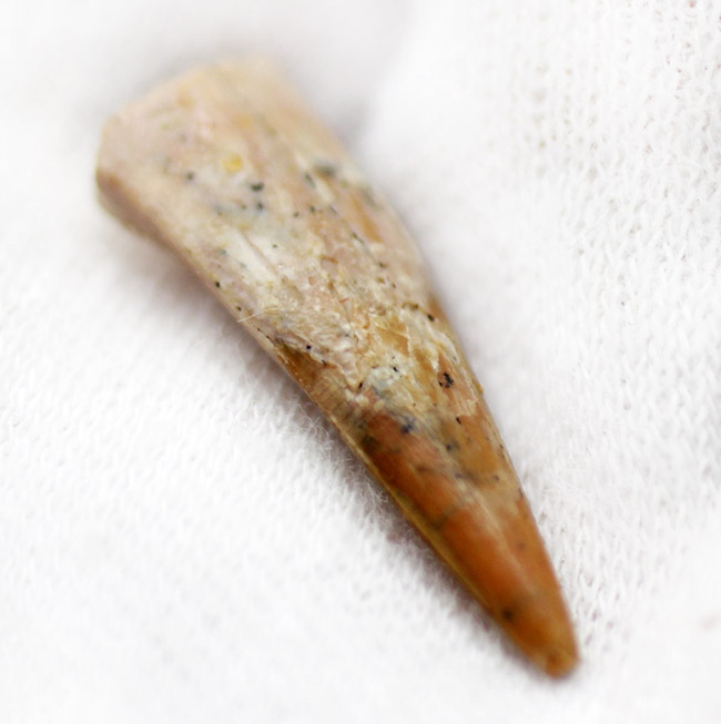 白亜紀の北アフリカの空を滑空した翼竜、コロンボリンクスの(Coloborhynchus moroccensis)の上質歯化石(その4)