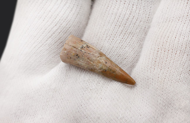 白亜紀の北アフリカの空を滑空した翼竜、コロンボリンクスの(Coloborhynchus moroccensis)の上質歯化石(その6)