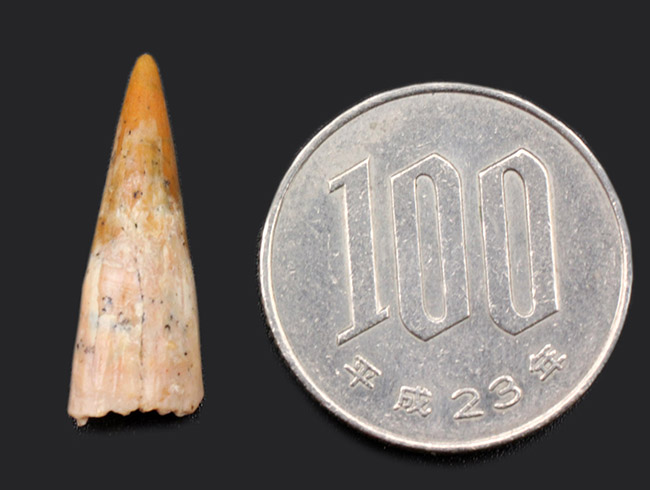 白亜紀の北アフリカの空を滑空した翼竜、コロンボリンクスの(Coloborhynchus moroccensis)の上質歯化石(その8)