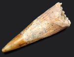 白亜紀の北アフリカの空を滑空した翼竜、コロンボリンクスの（Coloborhynchus moroccensis）の上質歯化石