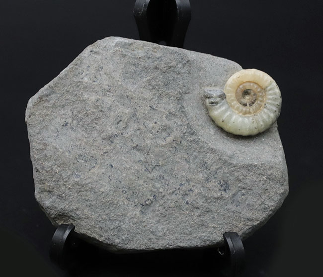 一部がメノウ化した美しきイングランド産アンモナイト、プロミクロセラス（Promicroceras）の化石。希少性が増しつつあります（その1）