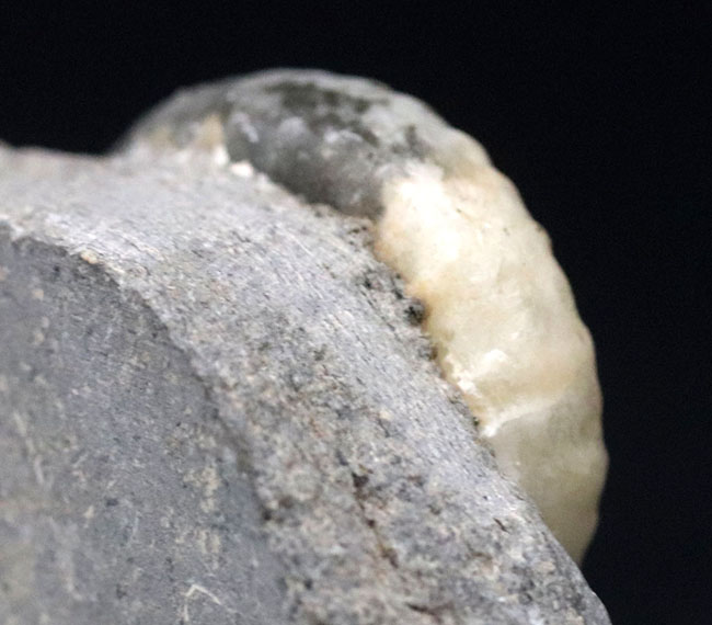 一部がメノウ化した美しきイングランド産アンモナイト、プロミクロセラス（Promicroceras）の化石。希少性が増しつつあります（その6）