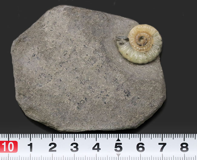 一部がメノウ化した美しきイングランド産アンモナイト、プロミクロセラス（Promicroceras）の化石。希少性が増しつつあります（その8）