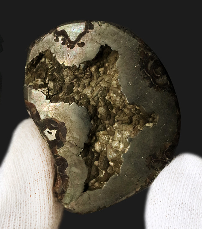 深い研磨で中身が露出、ロシア産ジュラ紀のパイライト(黄鉄鉱)化したアンモナイト(Ammonite)(その3)