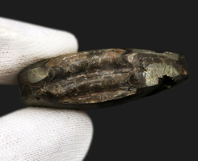 深い研磨で中身が露出、ロシア産ジュラ紀のパイライト(黄鉄鉱)化したアンモナイト(Ammonite)(その6)