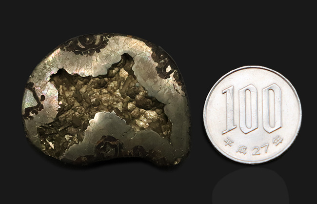 深い研磨で中身が露出、ロシア産ジュラ紀のパイライト(黄鉄鉱)化したアンモナイト(Ammonite)(その8)
