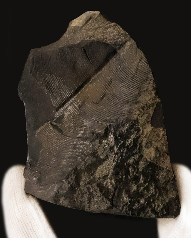 恐竜時代の植物、ニルソニア(Nilssonia)と思われる、葉脈の残る葉の化石(その1)